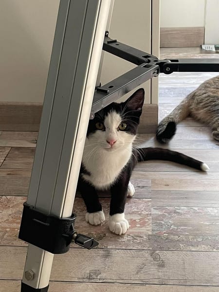 FLASH & FILOU