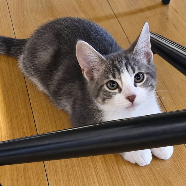 Finn