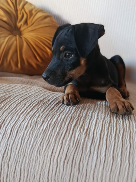EDENA