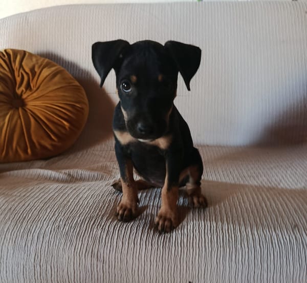 EDENA