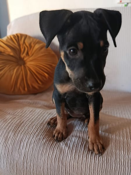 EDENA
