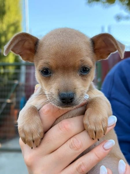 PEDRO
