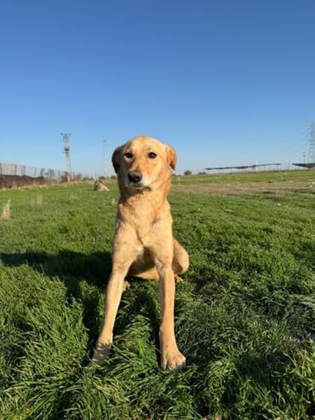 Donna sucht ein Zuhause / Pflegestelle