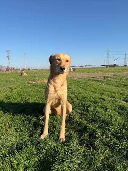 Donna sucht ein Zuhause / Pflegestelle