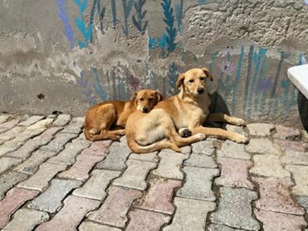 Donna sucht ein Zuhause / Pflegestelle