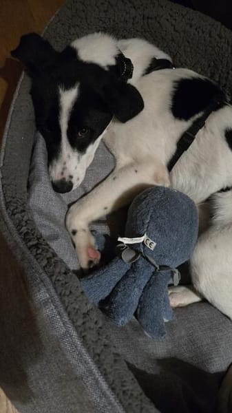 Klara - sucht Dich für ihre Abenteuer