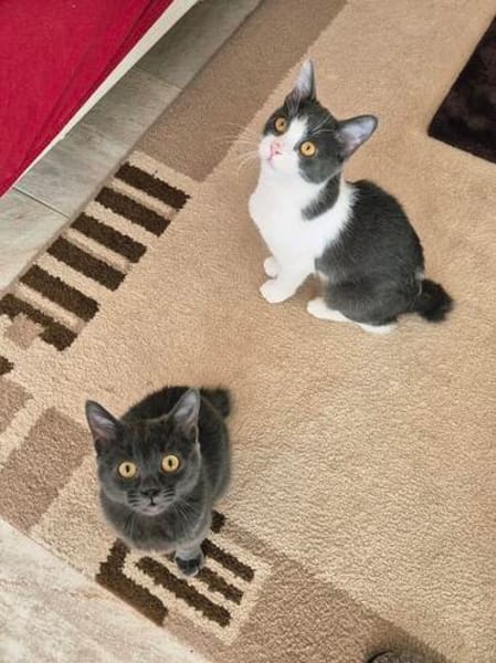 Cleo und Mia  zwei kleine Schnurrwunder