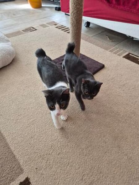 Cleo und Mia  zwei kleine Schnurrwunder