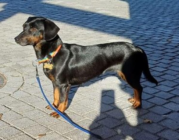 Die liebe Trudi sucht ihr Körbchen