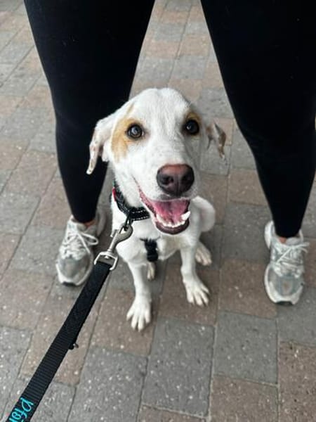 Kilian - sucht ein lebenslanges geborgenes Foreverhome