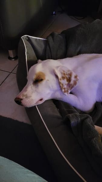 Kilian - sucht ein lebenslanges geborgenes Foreverhome