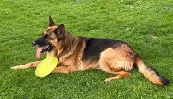 Xsara sucht ein liebevolles Zuhause