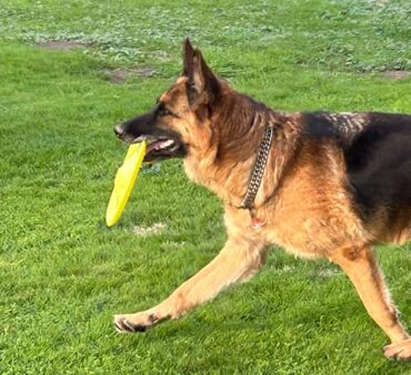 Xsara sucht ein liebevolles Zuhause