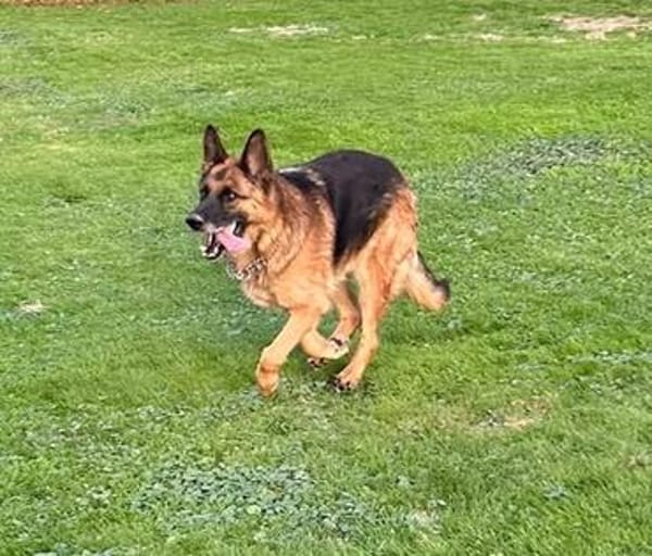 Xsara sucht ein liebevolles Zuhause