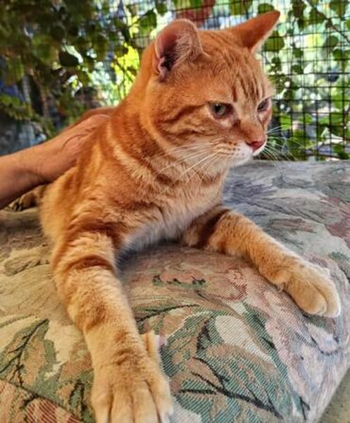 anhänglicher Kater Guille