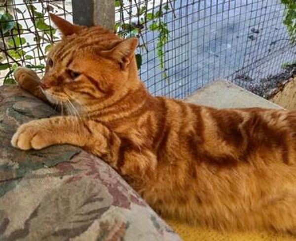 anhänglicher Kater Guille