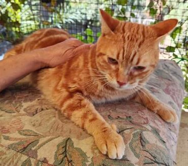 anhänglicher Kater Guille