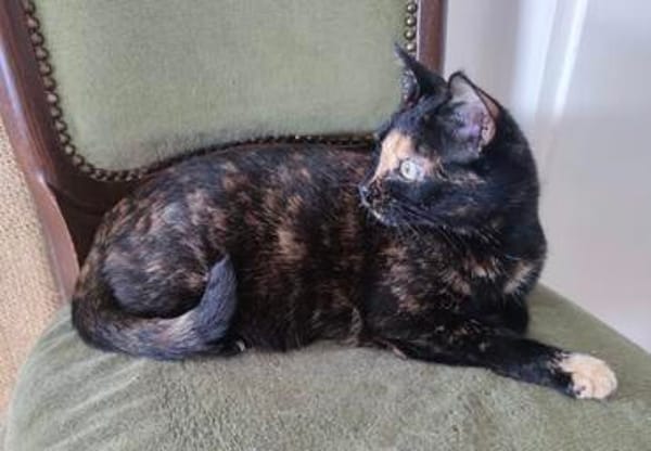 Schmusemaus Eileen sucht als Einzelkatze