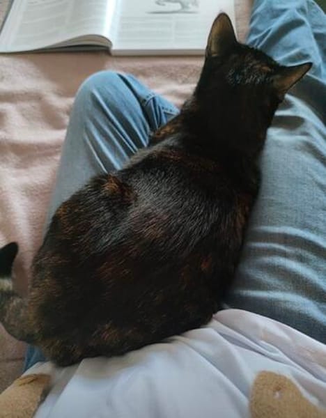 Schmusemaus Eileen sucht als Einzelkatze