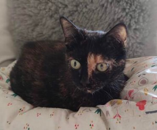 Schmusemaus Eileen sucht als Einzelkatze