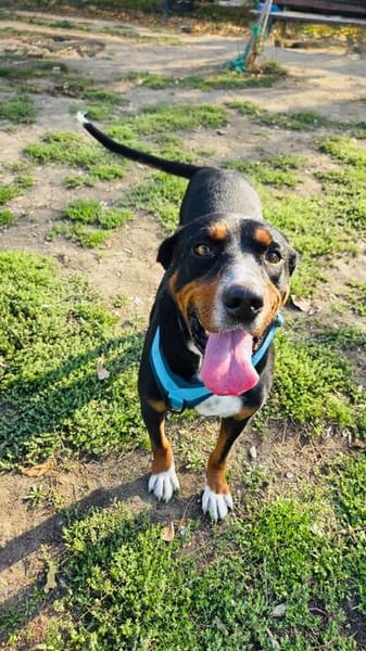 Familienhund Keno sehr kinderlieb