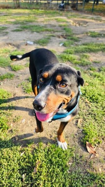 Familienhund Keno sehr kinderlieb