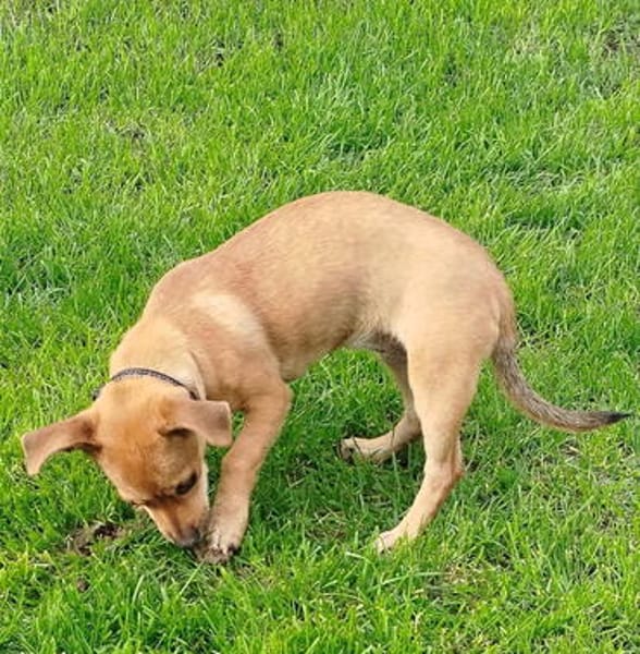 ☀Sunny  kleines Hundemädchen sucht ihr großes Glück☀