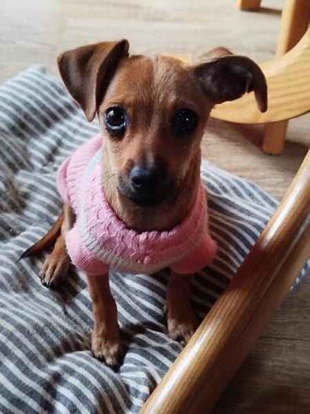 ☀Sunny  kleines Hundemädchen sucht ihr großes Glück☀