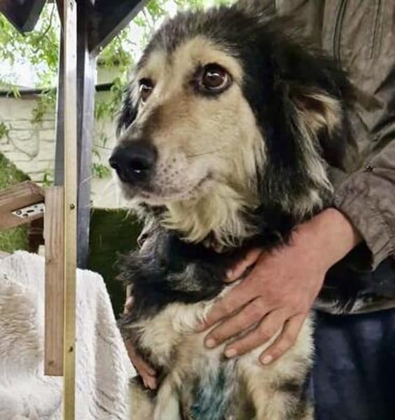 Suela sucht ein ruhiges Zuhause als Einzelhund