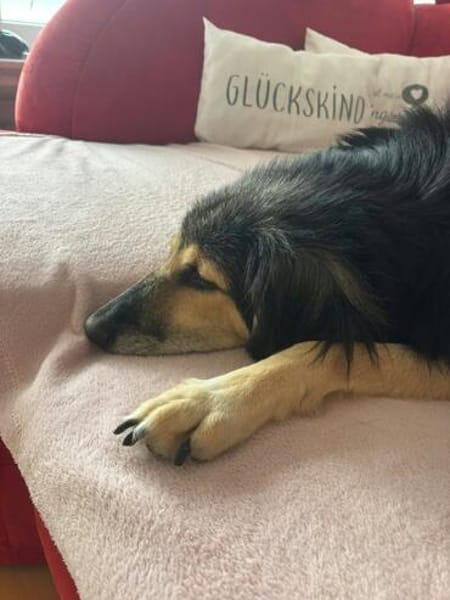 Suela sucht ein ruhiges Zuhause als Einzelhund