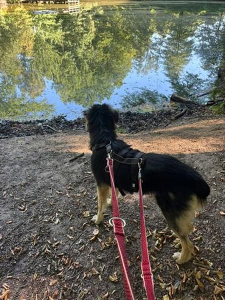 Suela sucht ein ruhiges Zuhause als Einzelhund