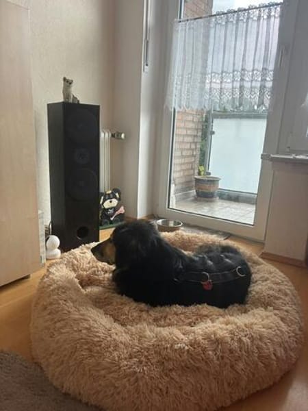 Suela sucht ein ruhiges Zuhause als Einzelhund