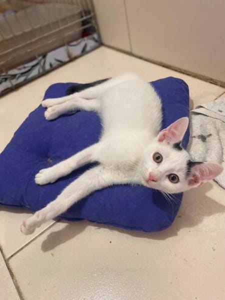 Eddie sucht sein Glück auf seiner Pflegestelle