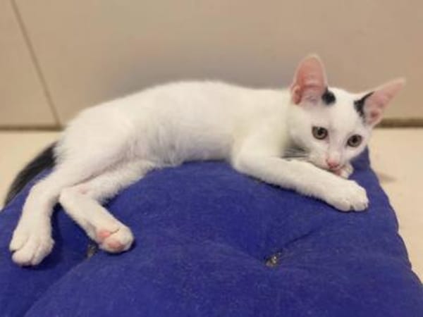 Eddie sucht sein Glück auf seiner Pflegestelle