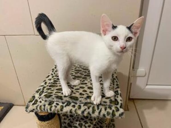 Eddie sucht sein Glück auf seiner Pflegestelle