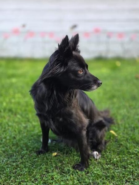 Die zierliche JUNE ❤ sucht ein Zuhause