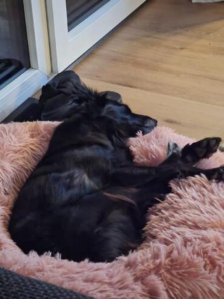 Die zierliche JUNE ❤ sucht ein Zuhause
