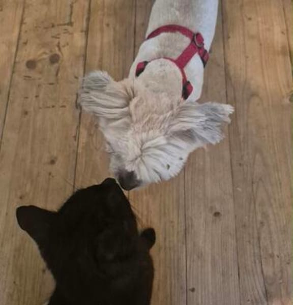 Nala sucht ihr Zuhause