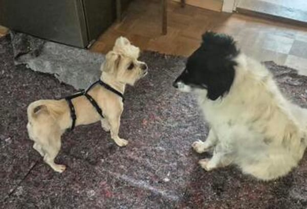 Nala sucht ihr Zuhause