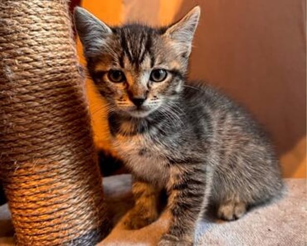 BIG MAC  DER KLEINE WUNDER-BABY-KATER
