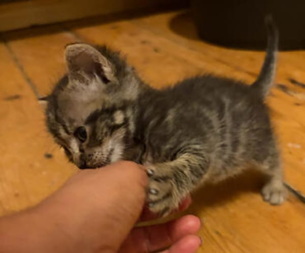 BIG MAC  DER KLEINE WUNDER-BABY-KATER