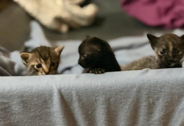 BIG MAC  DER KLEINE WUNDER-BABY-KATER