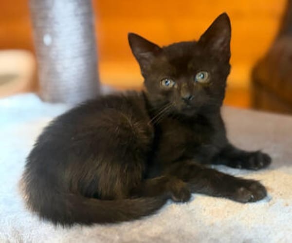 KRÜMEL  DIE SÜSSE-BABY-KATZE SUCHT ZUHAUSE
