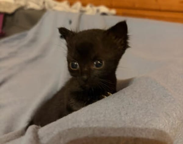 KRÜMEL  DIE SÜSSE-BABY-KATZE SUCHT ZUHAUSE