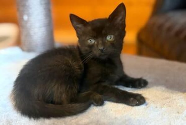 KRÜMEL  DIE SÜSSE-BABY-KATZE SUCHT ZUHAUSE