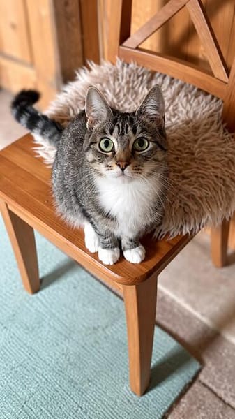 ***Schmusekatze META!***