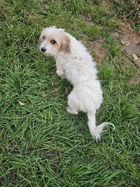 MIA ... fast noch Welpe und auf der Suche