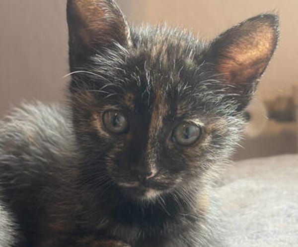 SPEEDY  DIE ZAUBERHAFTE WUNDER-BABY-KATZE