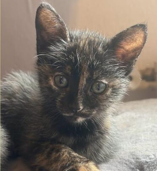 SPEEDY  DIE ZAUBERHAFTE WUNDER-BABY-KATZE