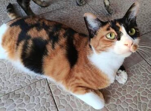 liebe Katze Luz